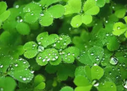 国产人人草,人人草，绿色健康生活新选择